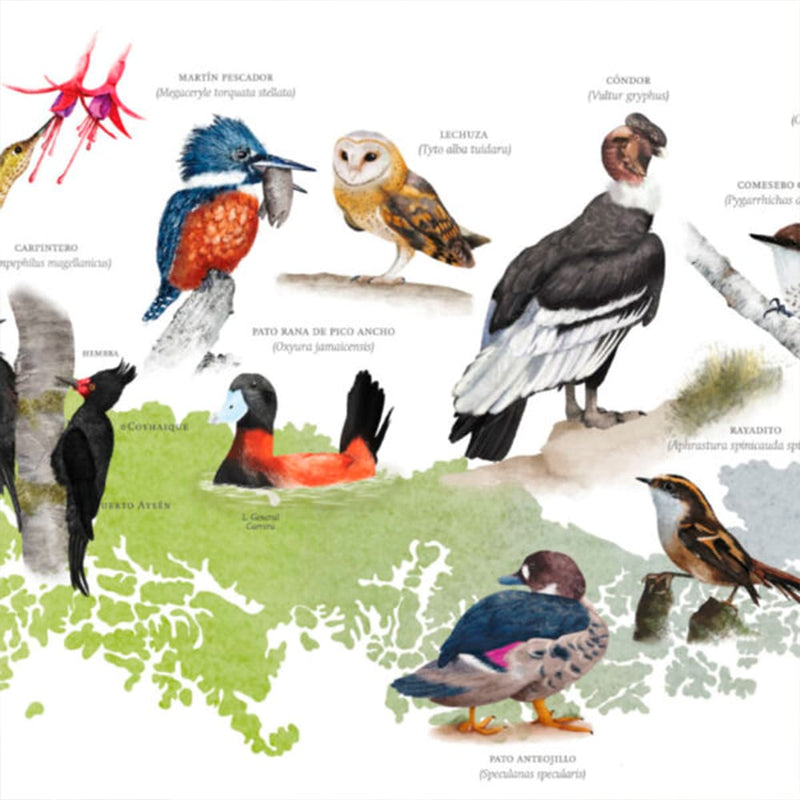 Mapa Aves del Sur de Chile 90x37 cm