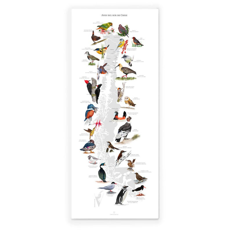 Mapa Aves del Sur de Chile 90x37 cm